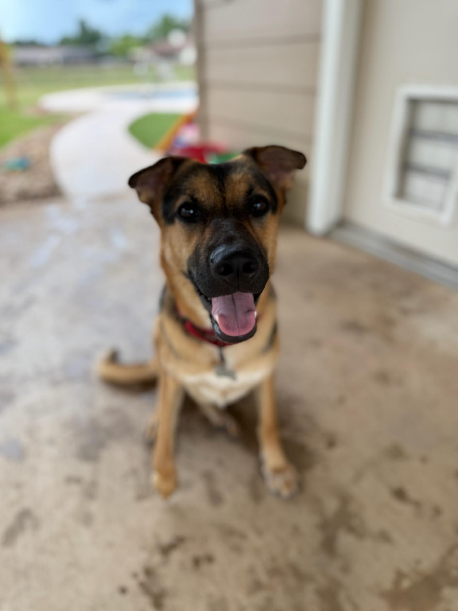 Enlarge Pippy , a Adoptable mixed breed in Yonkers, NY image 2/5