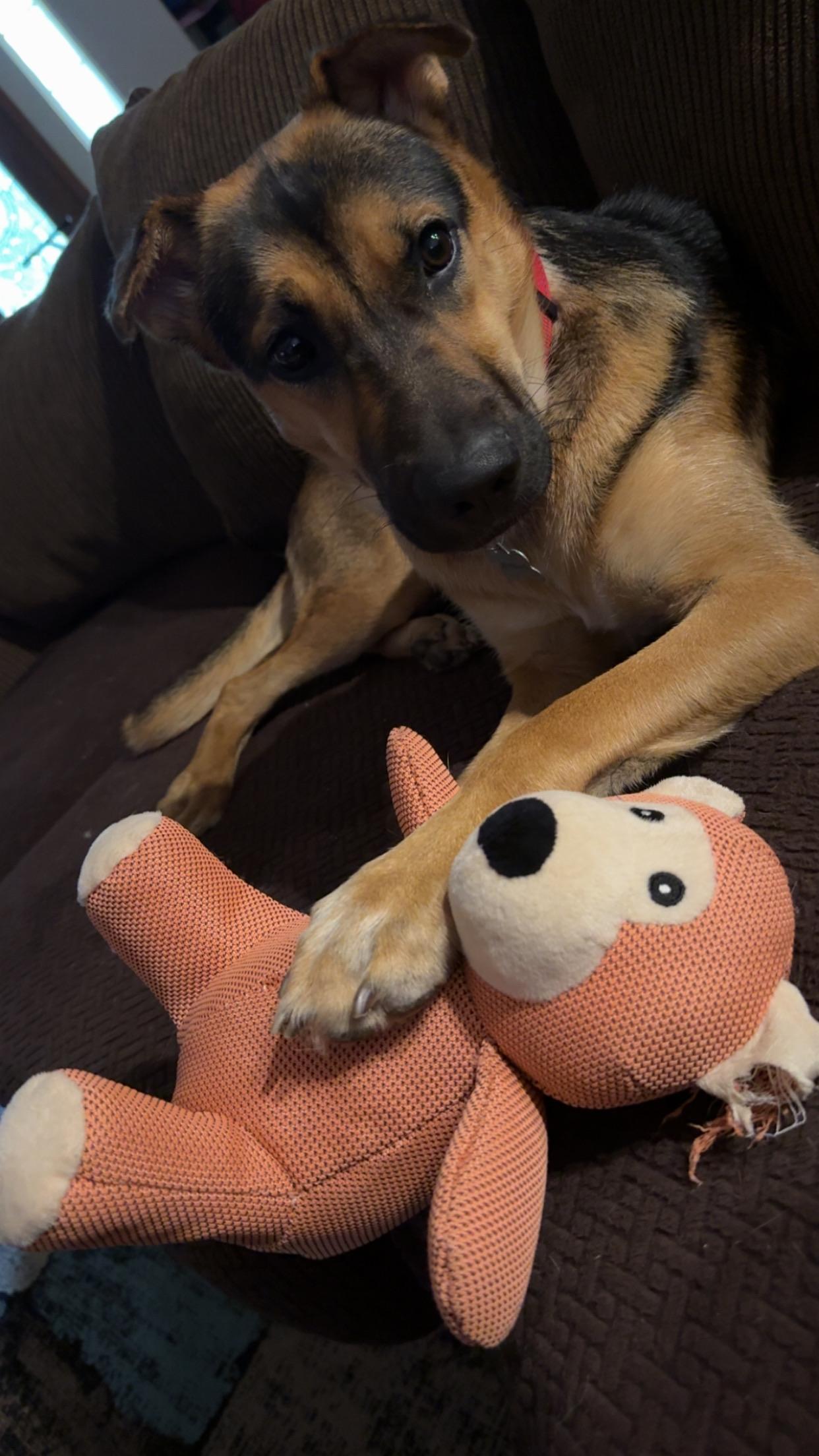 Enlarge Pippy , a Adoptable mixed breed in Yonkers, NY image 3/5