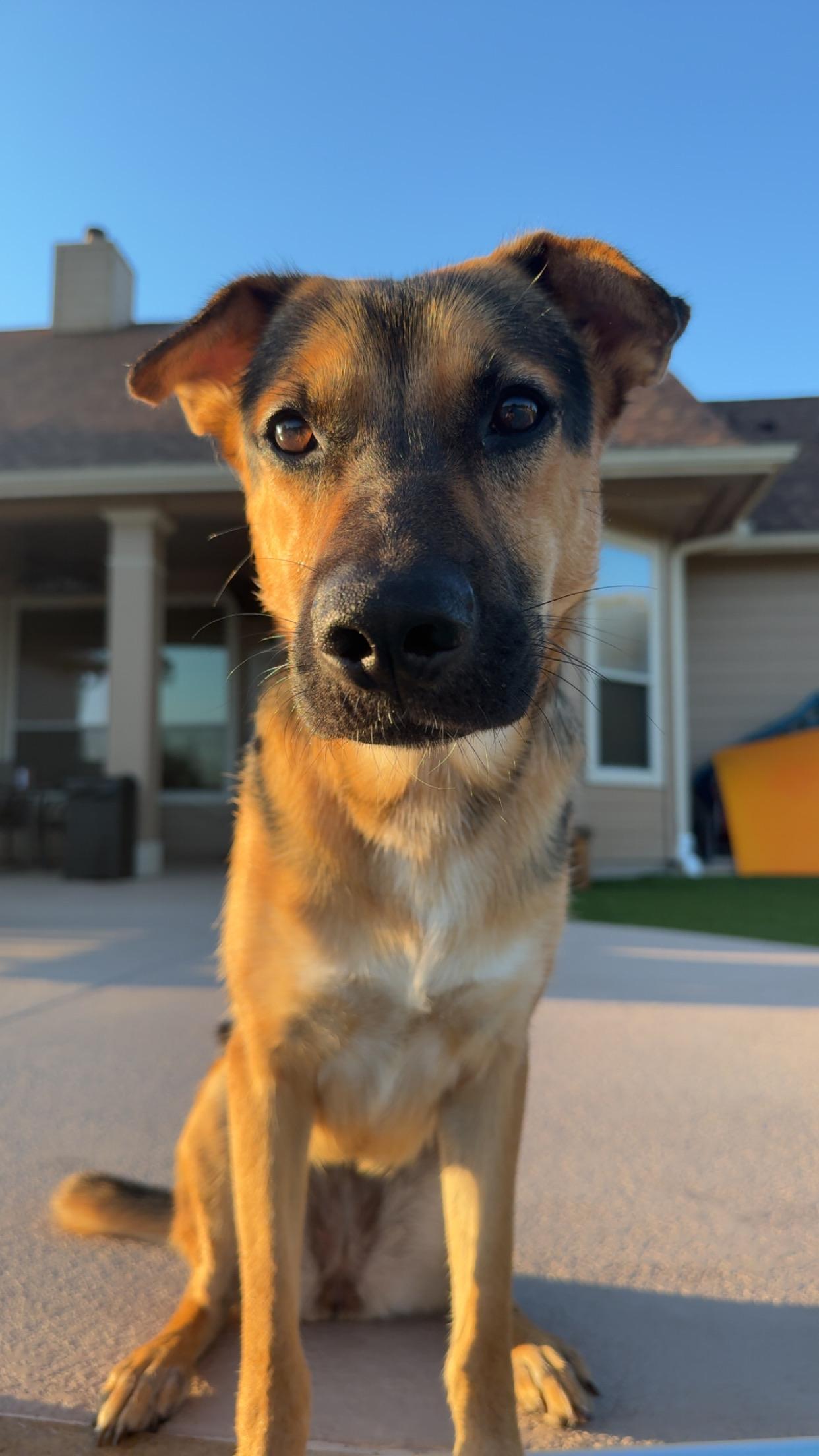 Enlarge Pippy , a Adoptable mixed breed in Yonkers, NY image 5/5