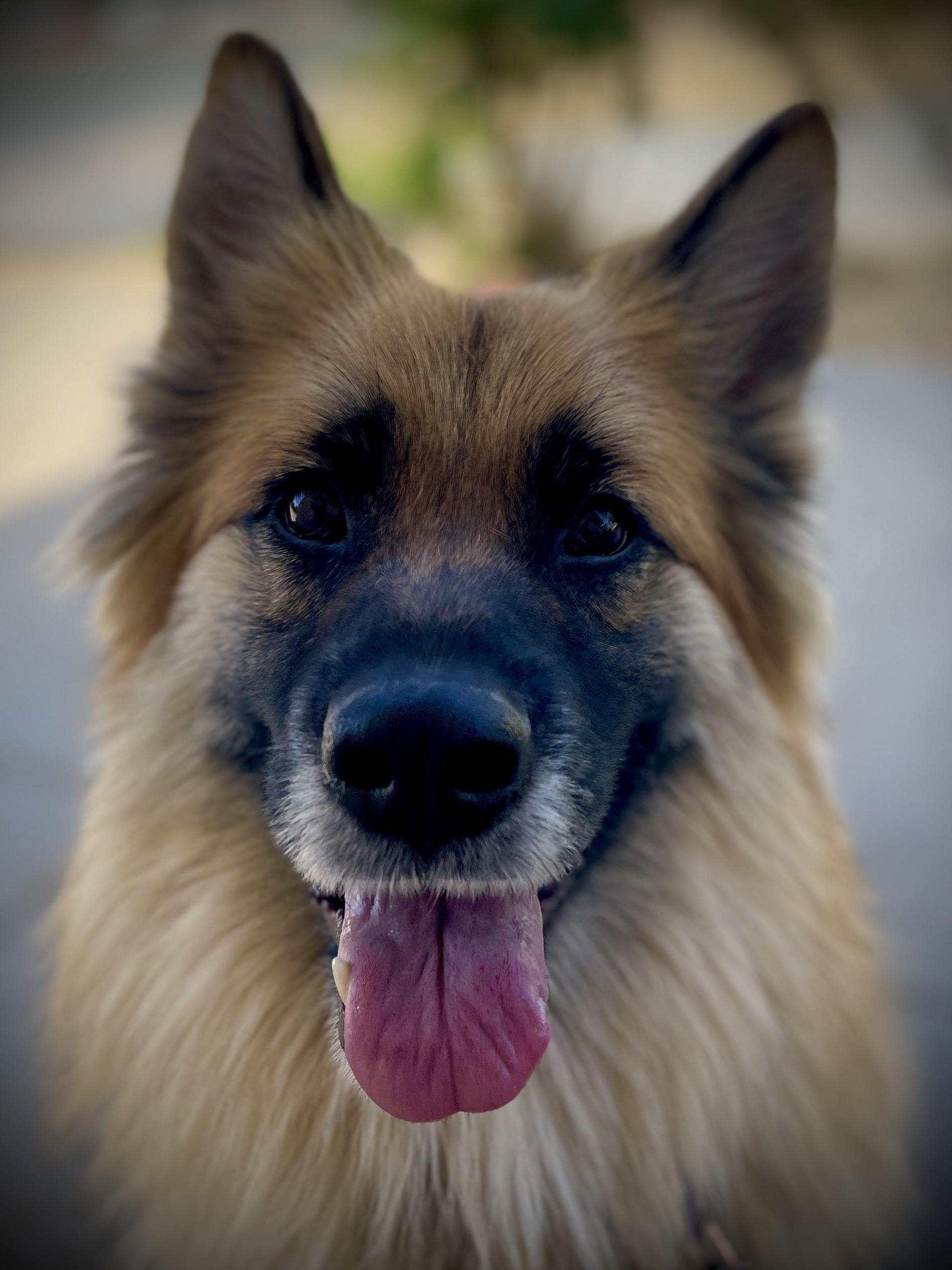 Luna, a ADOPTABLE mixed breed in San Andreas, CA image 5/5