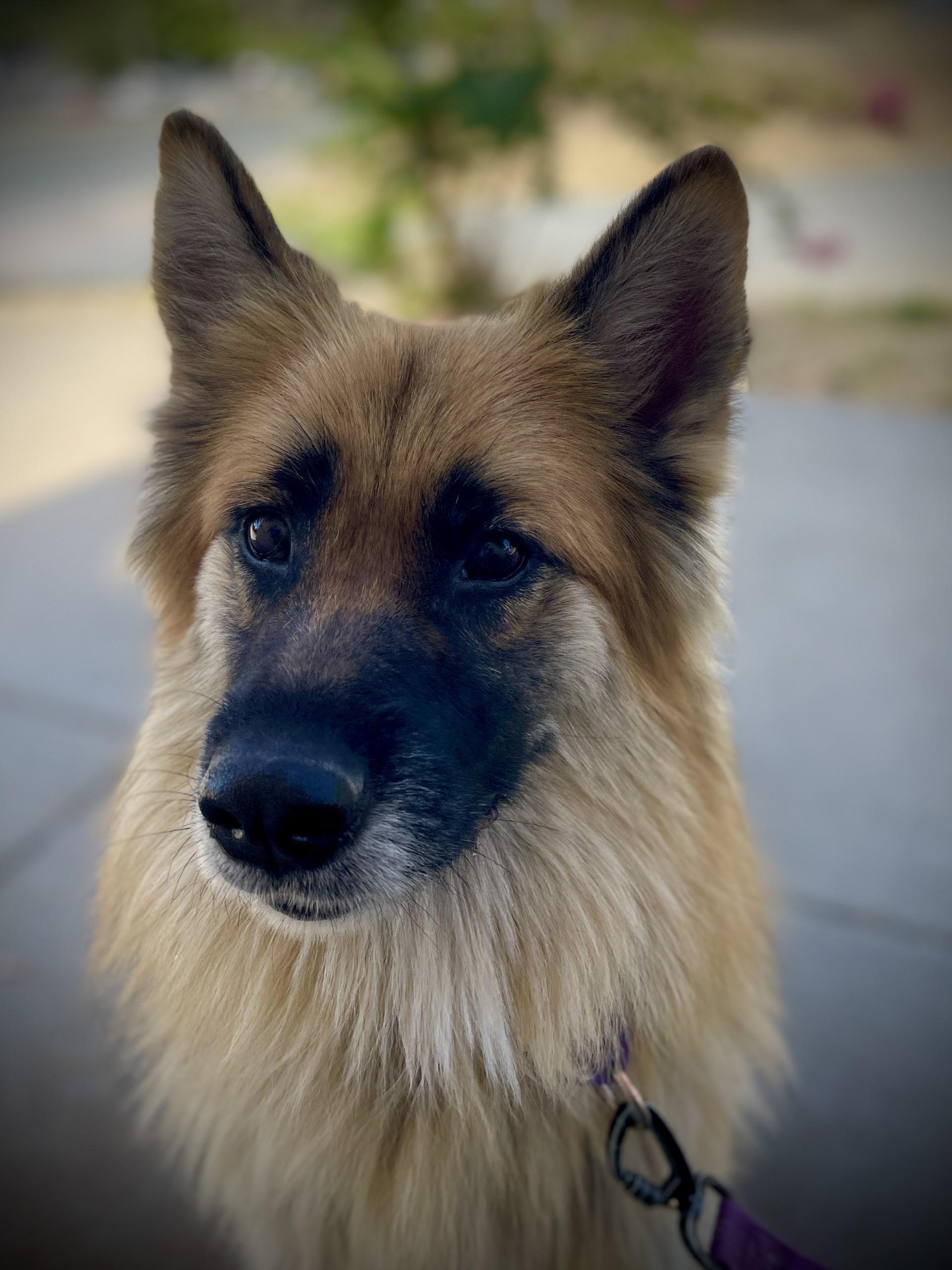 Luna, a ADOPTABLE mixed breed in San Andreas, CA image 2/5
