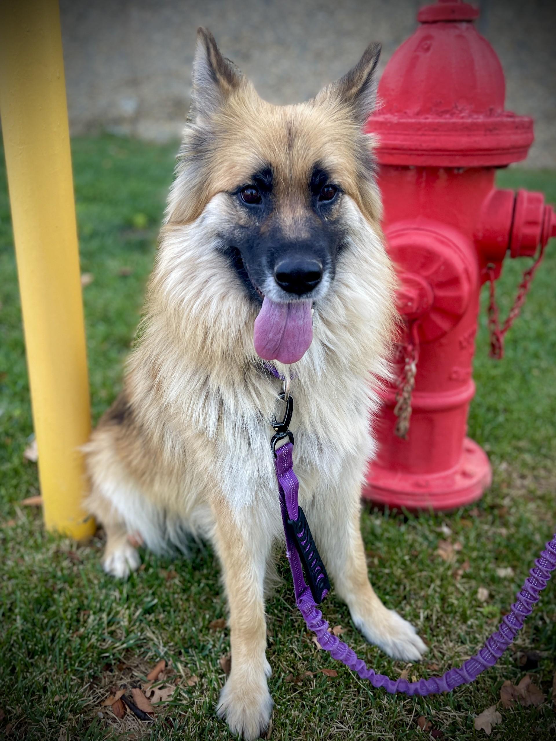 Luna, a ADOPTABLE mixed breed in San Andreas, CA image 1/5