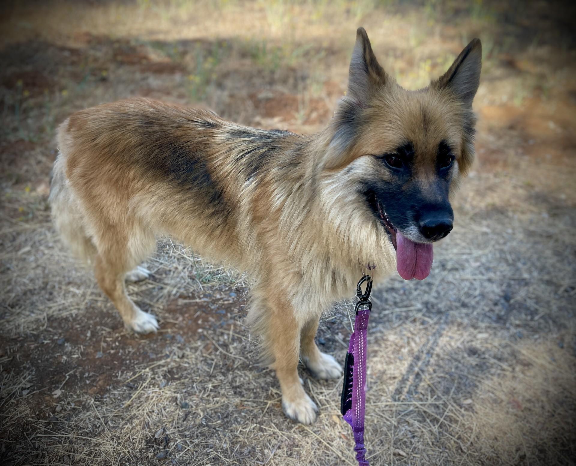 Luna, a ADOPTABLE mixed breed in San Andreas, CA image 3/5