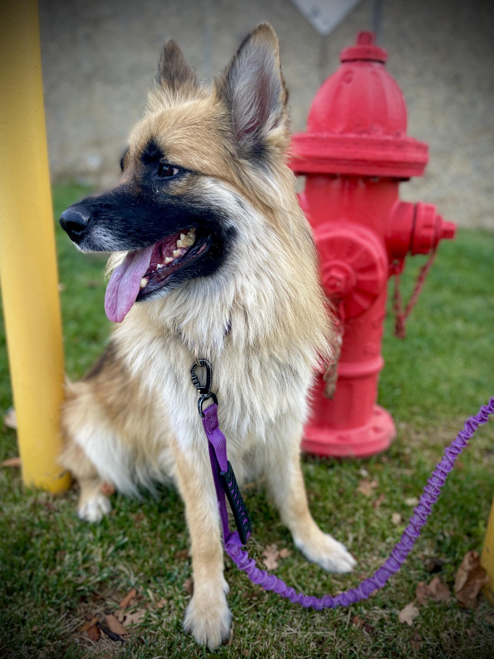 Luna, a ADOPTABLE mixed breed in San Andreas, CA image 4/5