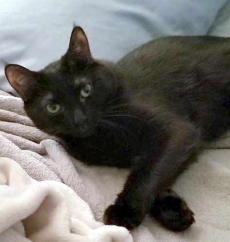 Amber - Petsmart Foster Home, Adoptable, Adult Female Domestic Short Hair.