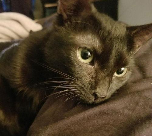 Enlarge Amber - Petsmart Foster Home, a Adoptable Domestic Short Hair in Oakland Park, FL image 3/3