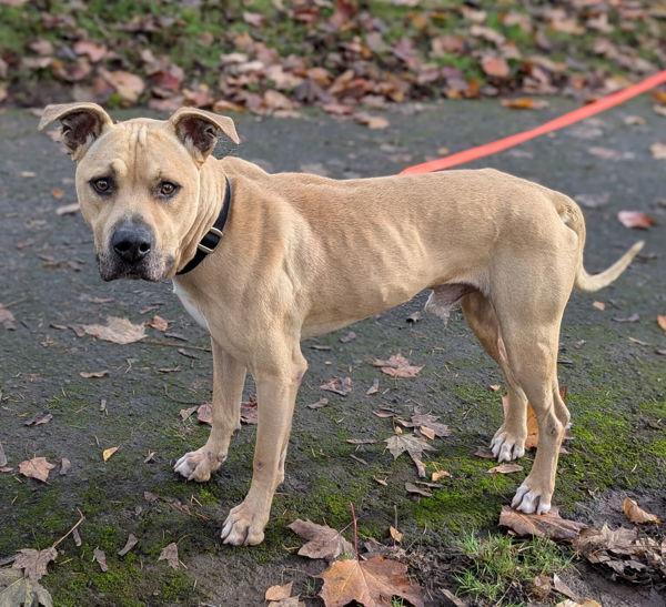 Jax, Adoptable, Adult Male Pit Bull Terrier.