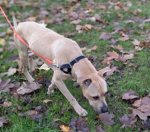 Enlarge Jax, a Adoptable mixed breed in Vancouver, WA image 2/6