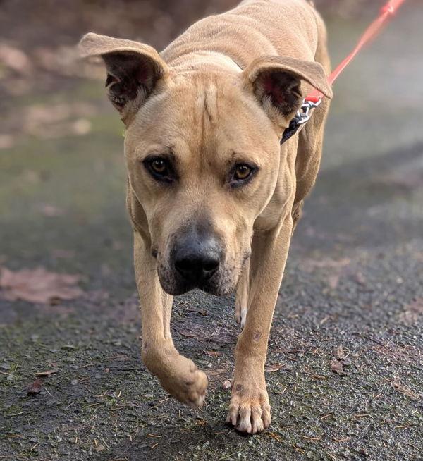 Enlarge Jax, a Adoptable mixed breed in Vancouver, WA image 3/6
