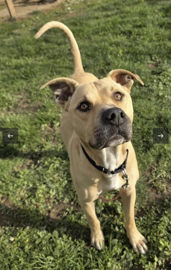 Enlarge Jax, a Adoptable mixed breed in Vancouver, WA image 4/6