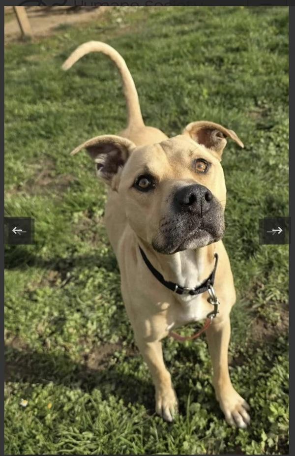 Enlarge Jax, a Adoptable mixed breed in Vancouver, WA image 5/6