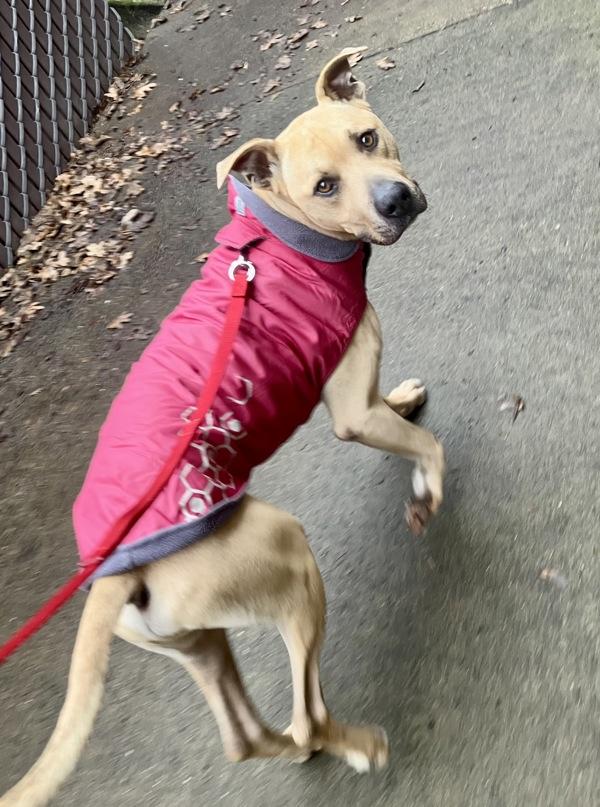 Enlarge Jax, a Adoptable mixed breed in Vancouver, WA image 6/6