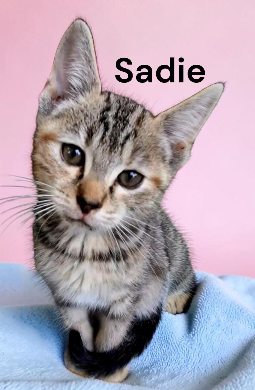 Sadie, a Adoptable Tabby in Chesapeake, VA image 1/2