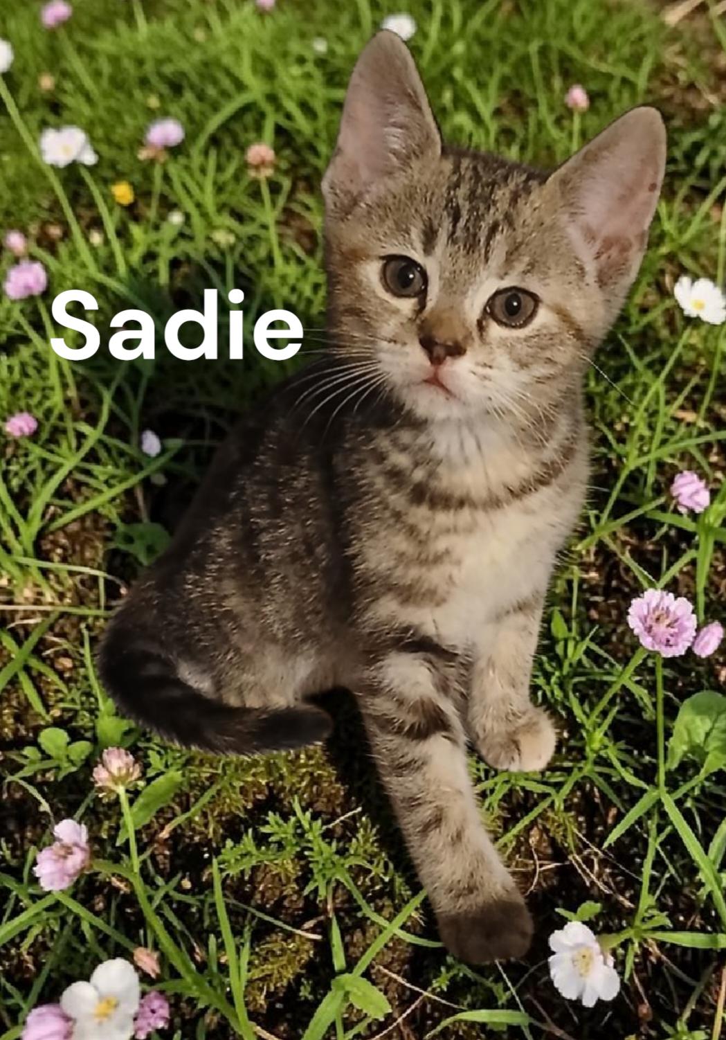 Sadie, Adoptable, Kitten Female Tabby.