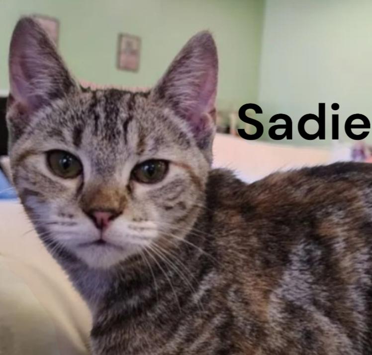 Enlarge Sadie, a Adoptable Tabby in Chesapeake, VA image 2/3