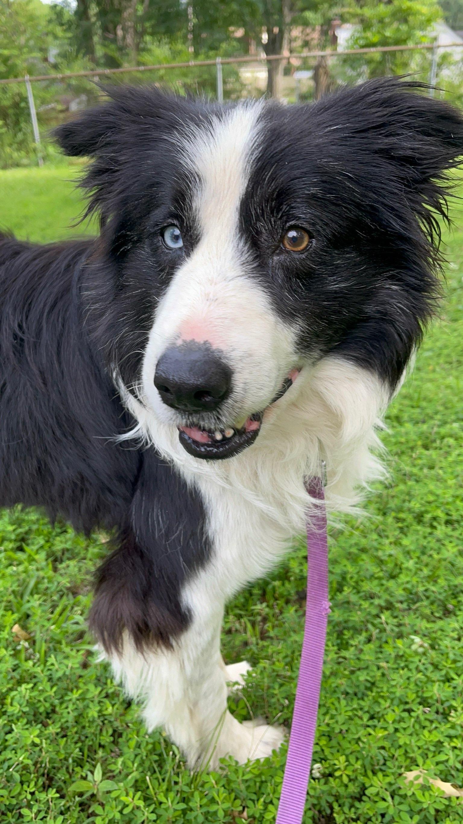 Enlarge Ash, a Adopted Border Collie in Cordova, TN image 1/5