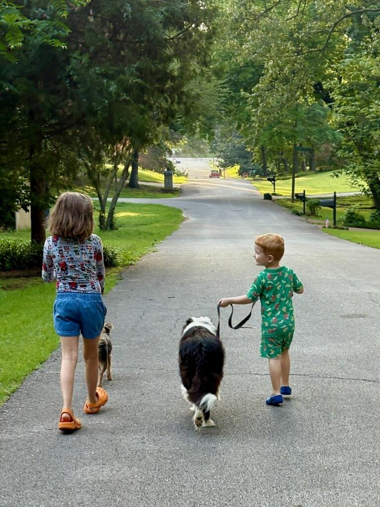 Enlarge Ash, a Adopted Border Collie in Cordova, TN image 2/5