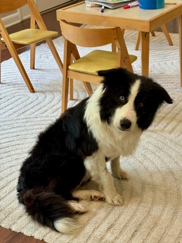 Enlarge Ash, a Adopted Border Collie in Cordova, TN image 3/5