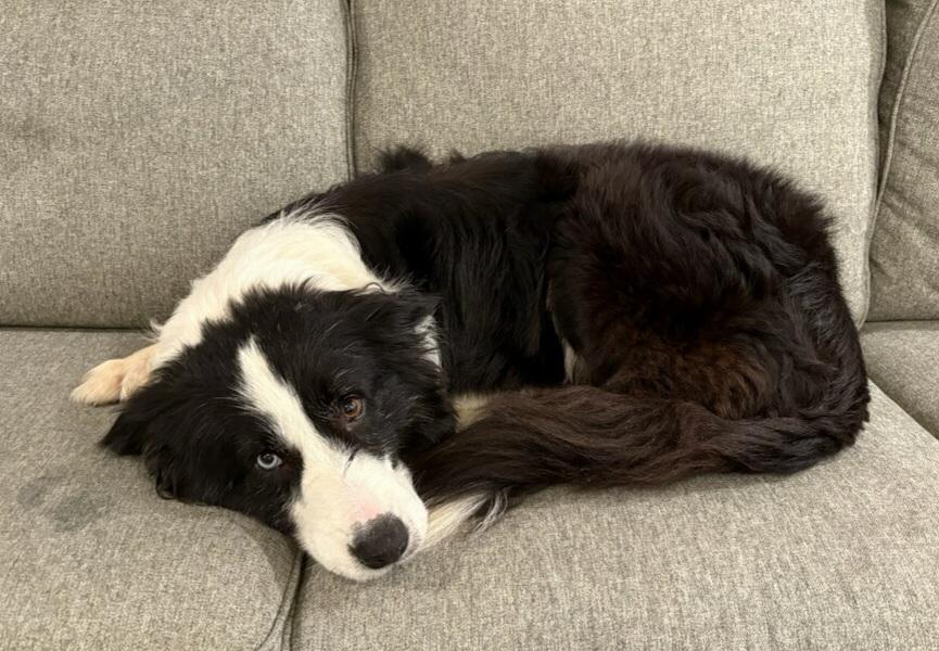 Enlarge Ash, a Adopted Border Collie in Cordova, TN image 4/5