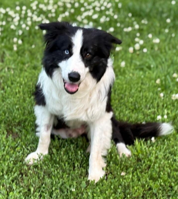 Enlarge Ash, a Adopted Border Collie in Cordova, TN image 5/5