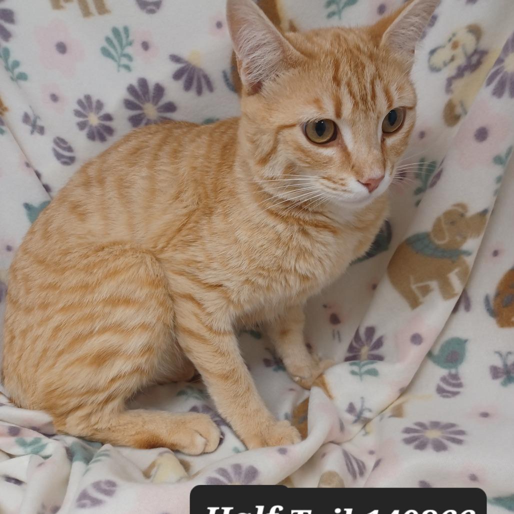 Half Tail, Adoptable, Young Male Domestic Short Hair.