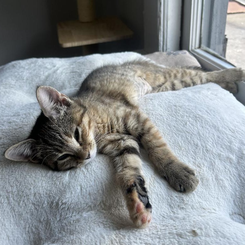 Enlarge Latte, a ADOPTABLE Domestic Short Hair in Roanoke, VA image 1/1
