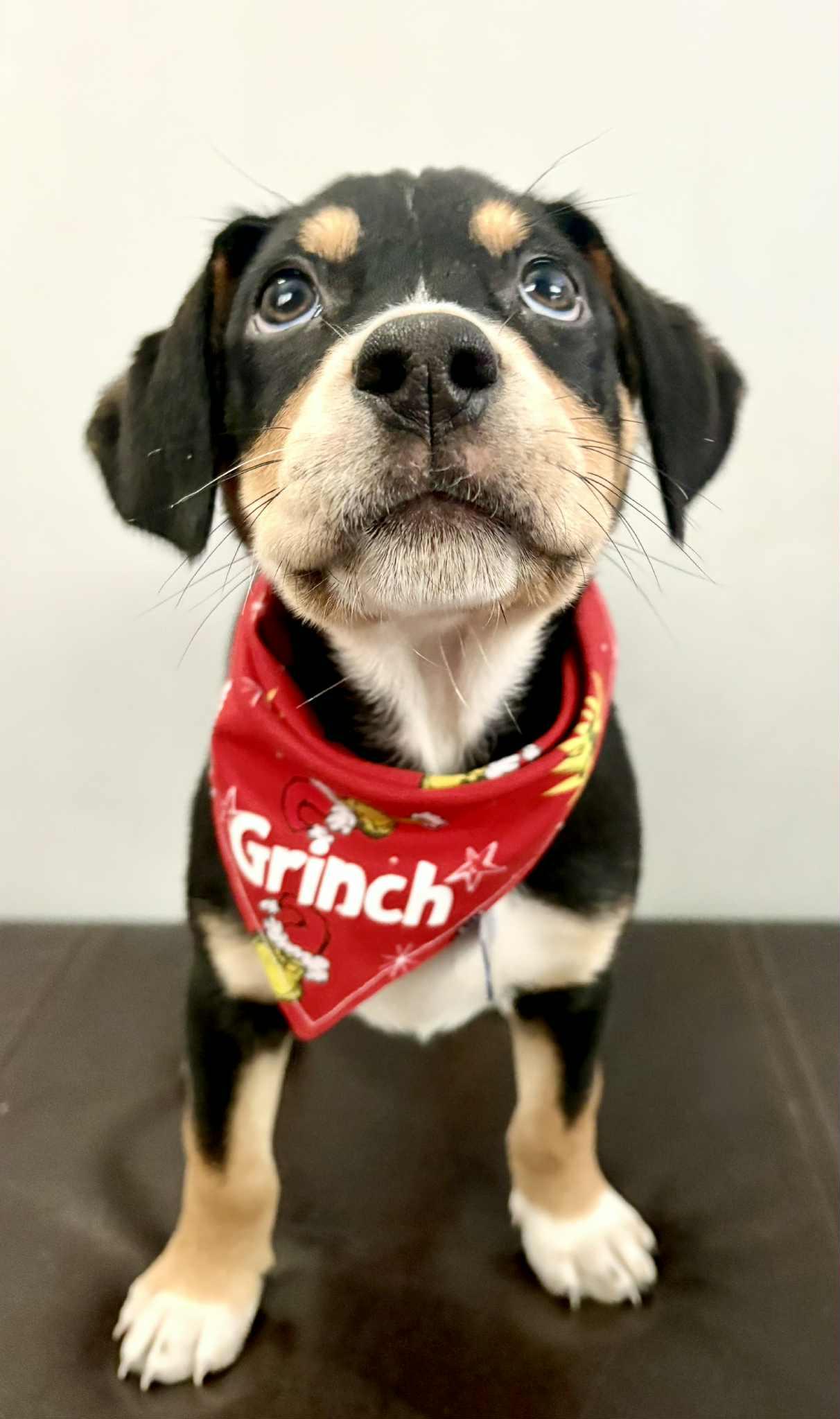 Enlarge Grinch, an adopted mixed breed in Columbia, MO image 1/5