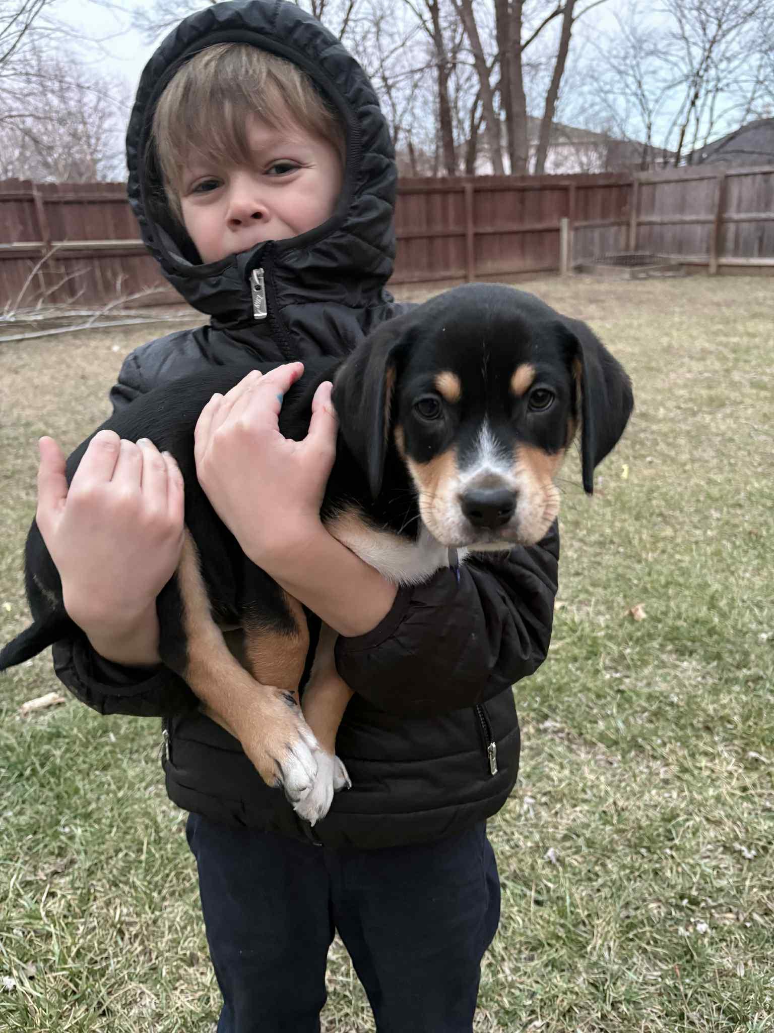 Enlarge Grinch, an adopted mixed breed in Columbia, MO image 5/5