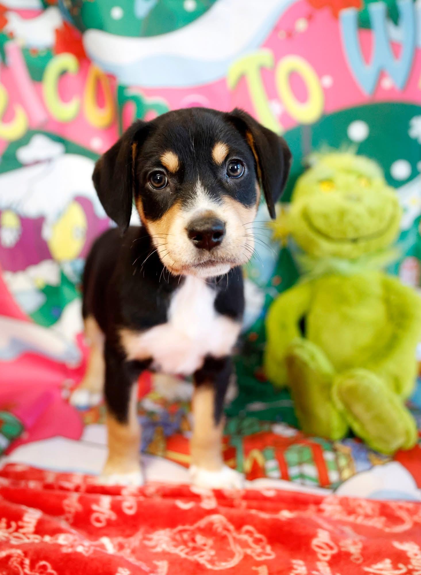Enlarge Grinch, an adopted mixed breed in Columbia, MO image 3/5