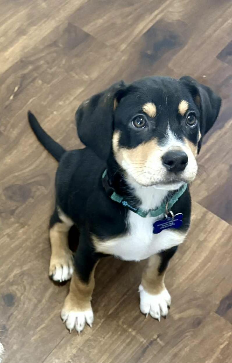 Enlarge Grinch, an adopted mixed breed in Columbia, MO image 2/5