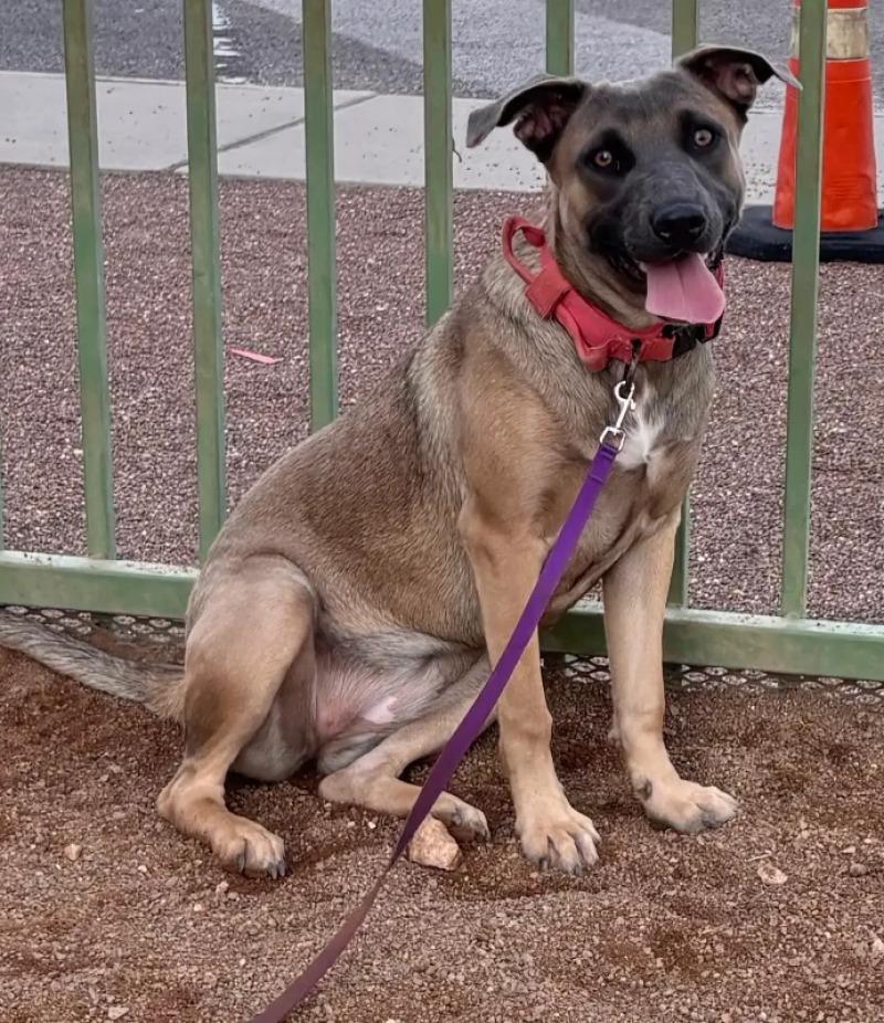 Brownie, Adoptable, Adult Female Mixed Breed.