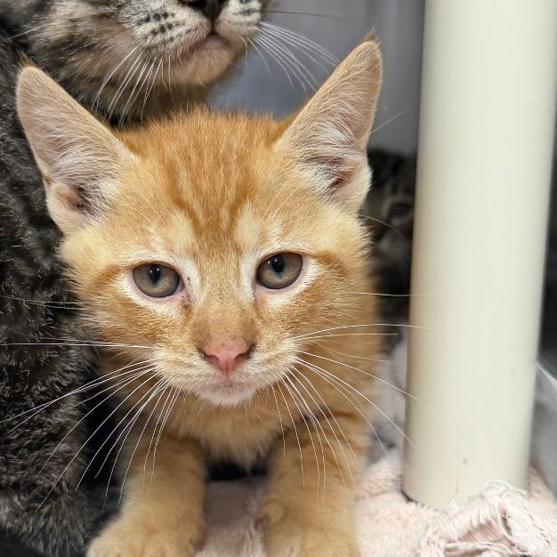 "Ernie", a Adoptable Domestic Short Hair in Conshohocken, PA image 1/2