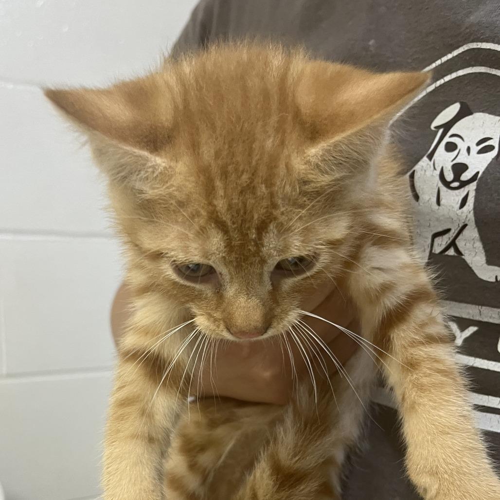 "Ernie", Adoptable, Kitten Male Domestic Short Hair.