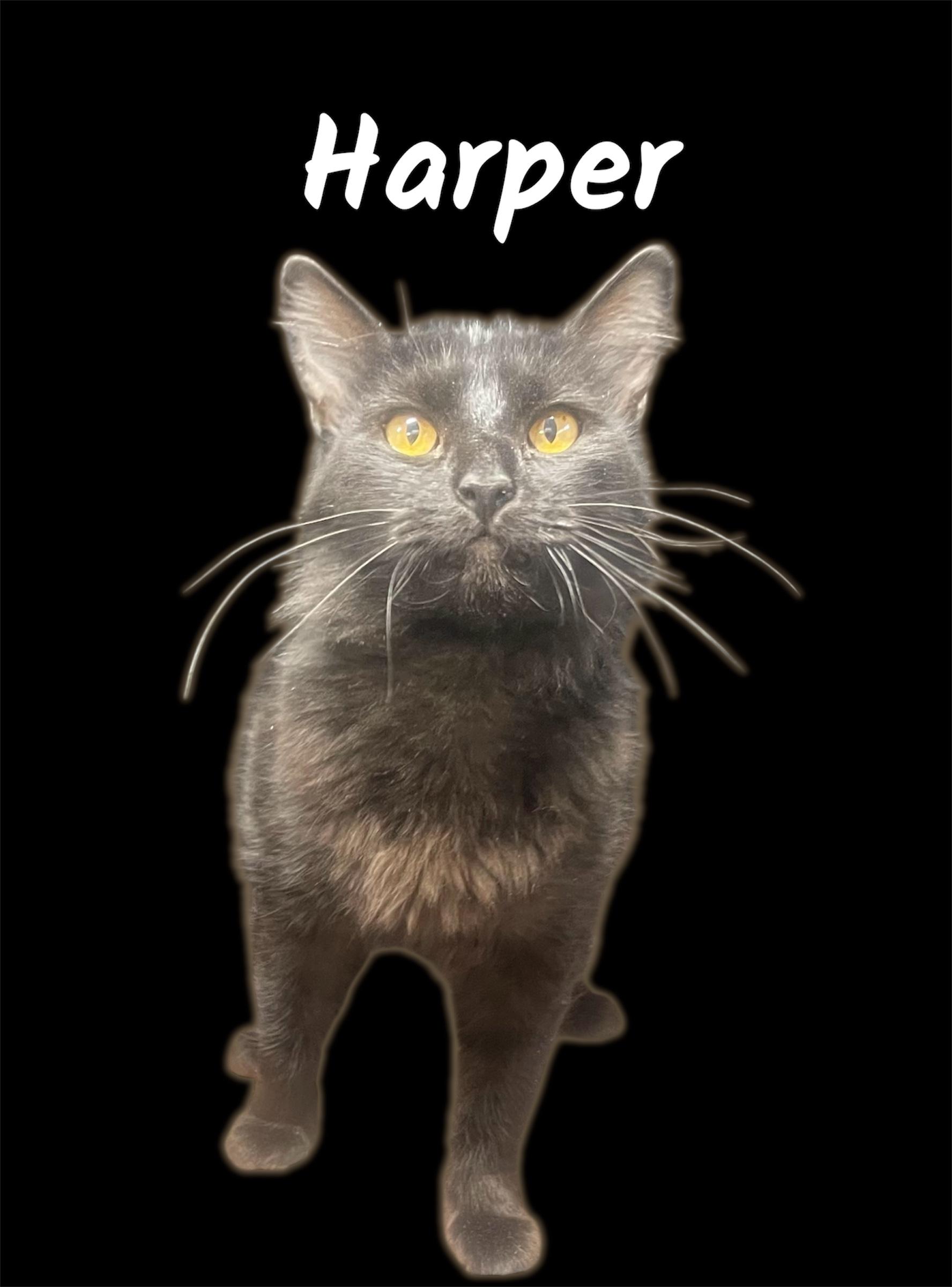 Harper, ADOPTABLE, Adult Female Domestic Long Hair.