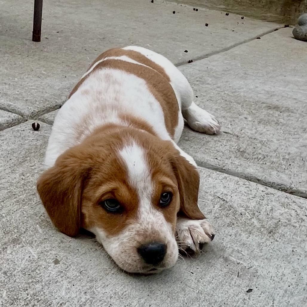 Tesla, Adoptable, Puppy Female Beagle & Brittany Spaniel.