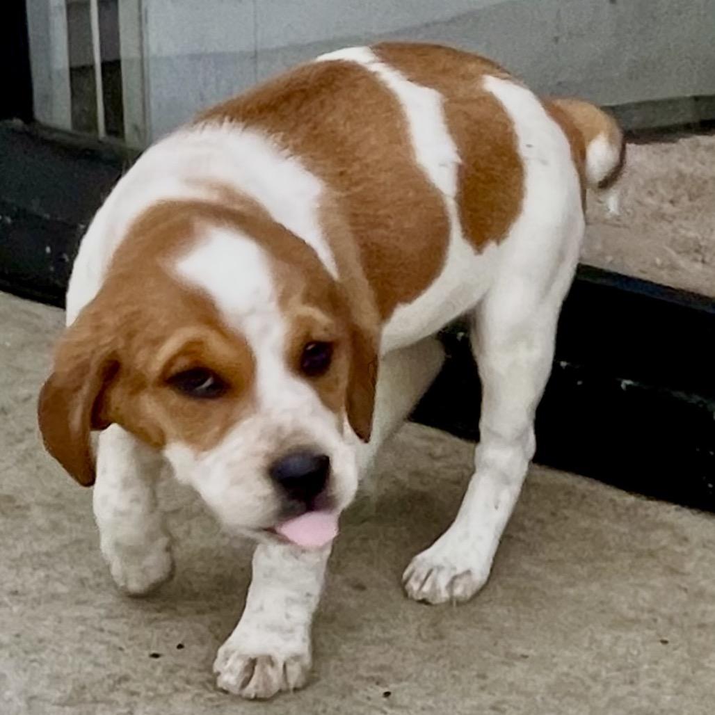 Tesla, a Adoptable mixed breed in Cordova, TN image 2/5