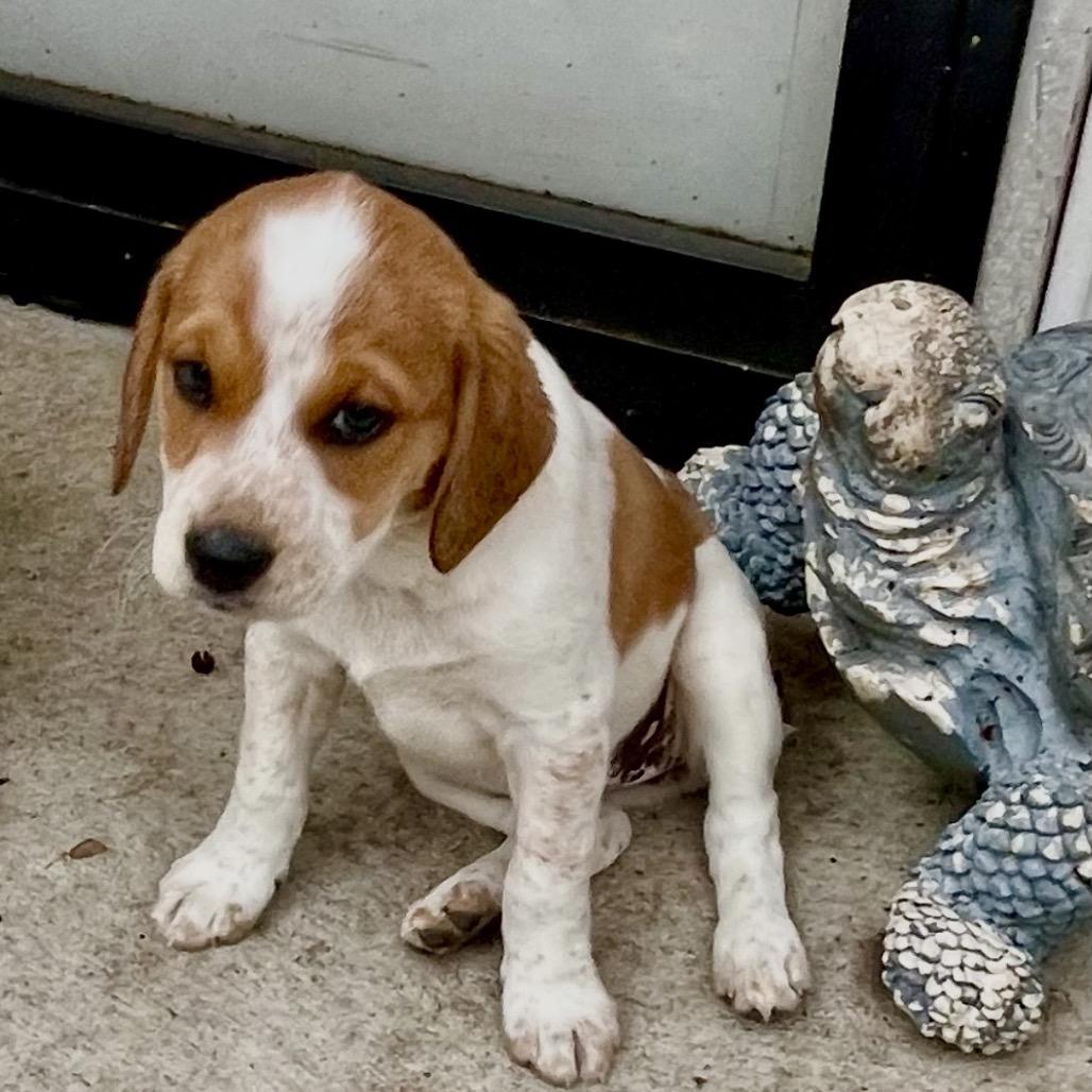 Tesla, a Adoptable mixed breed in Cordova, TN image 3/5