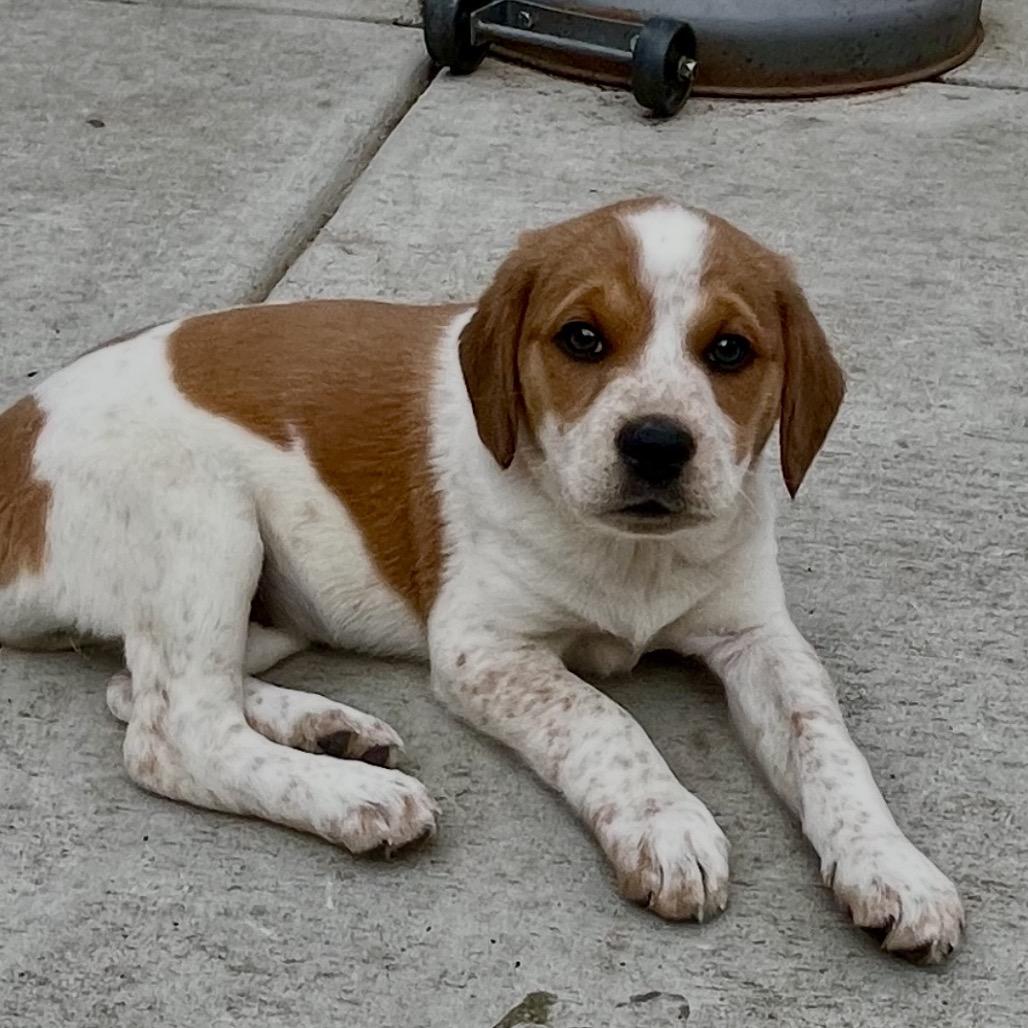 Tesla, a Adoptable mixed breed in Cordova, TN image 4/5