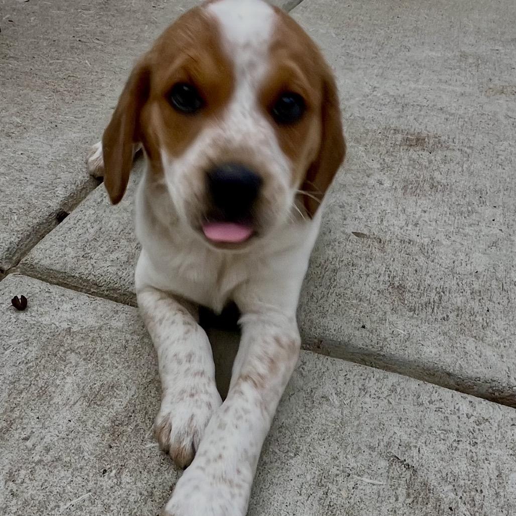 Tesla, a Adoptable mixed breed in Cordova, TN image 5/5