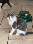Celeste, ADOPTABLE, Kitten Female Domestic Short Hair.