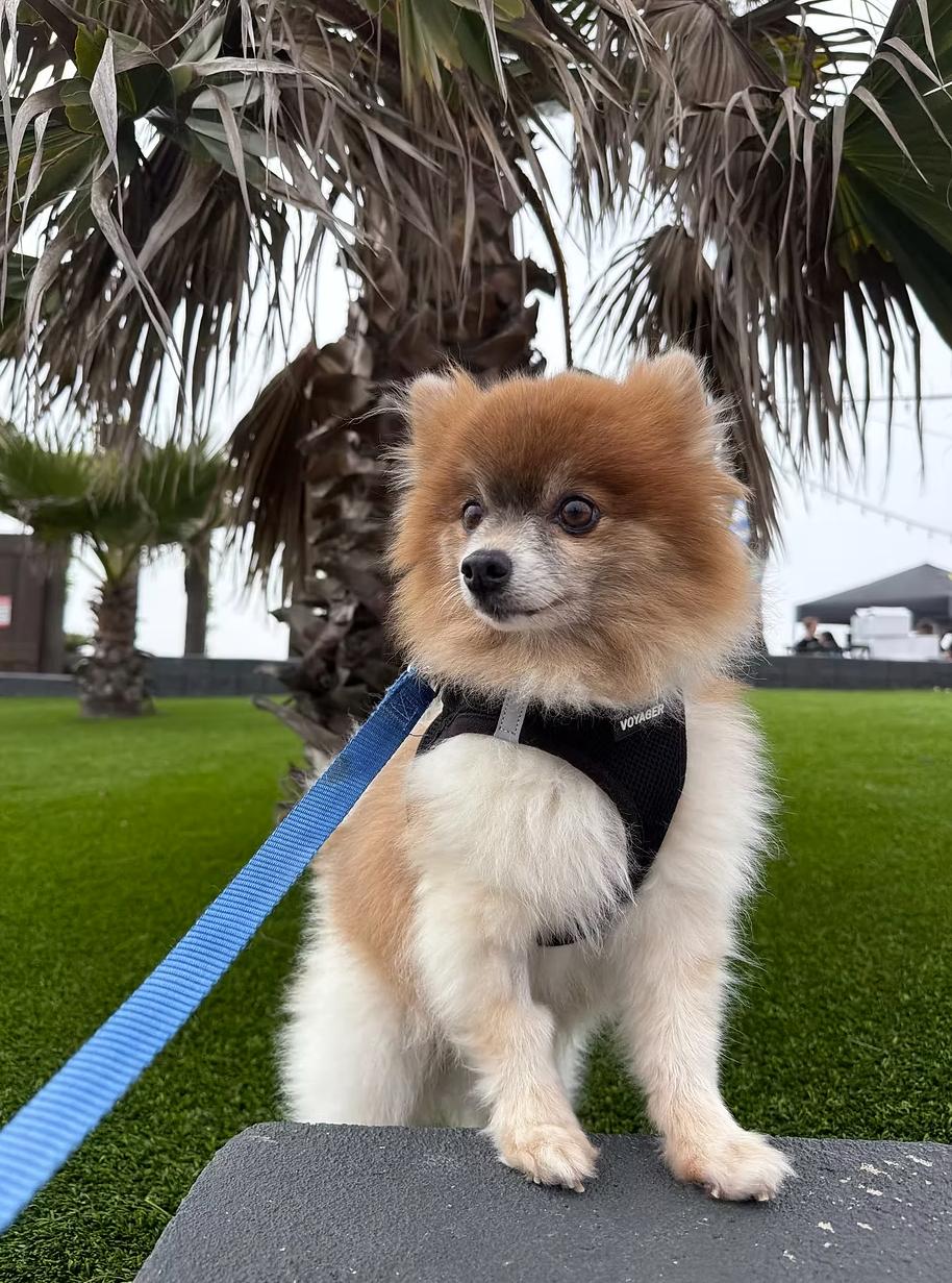 Cactus, ADOPTABLE, Senior Male Pomeranian.