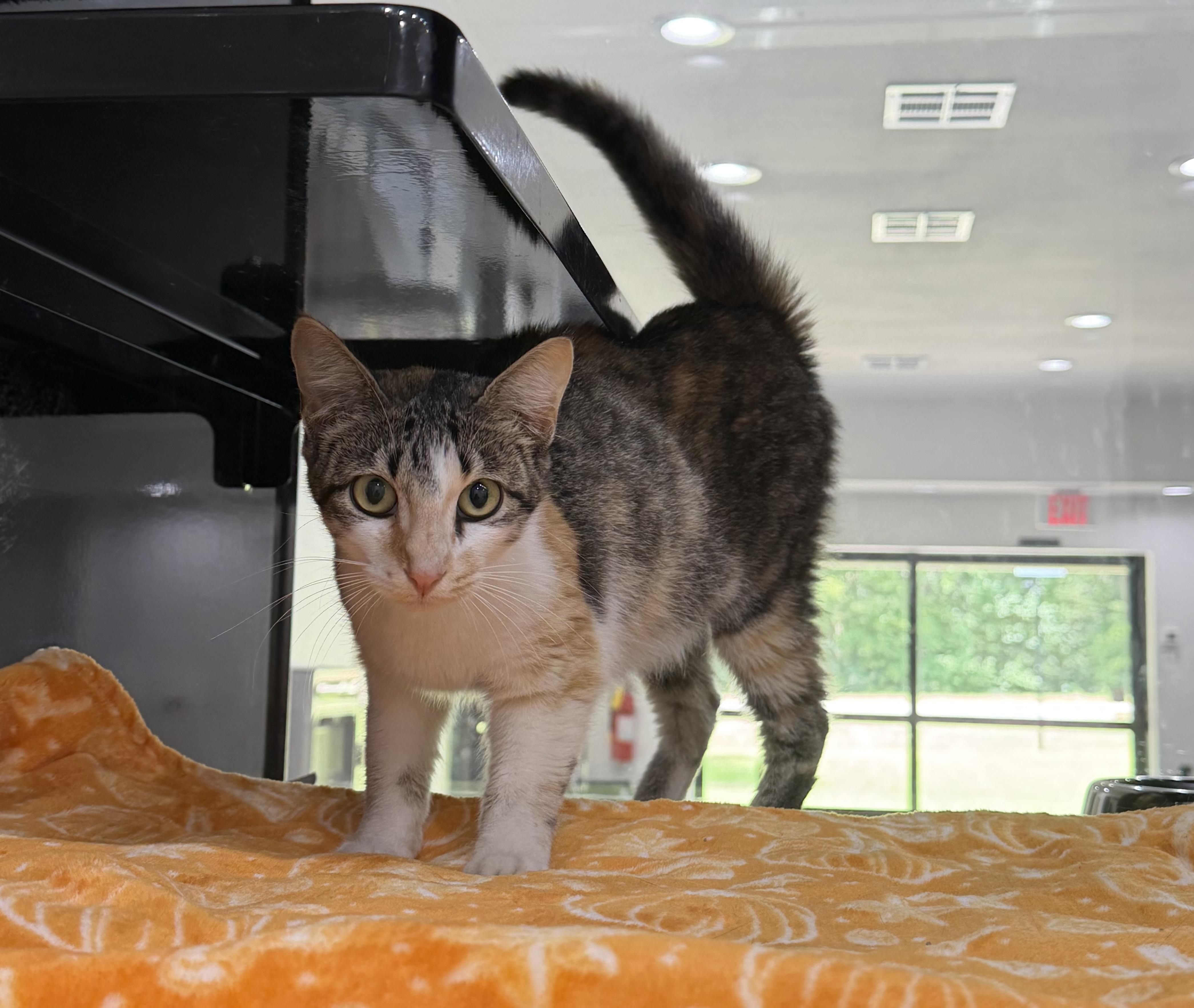 Mama Bear, ADOPTABLE, Adult Female Domestic Short Hair.