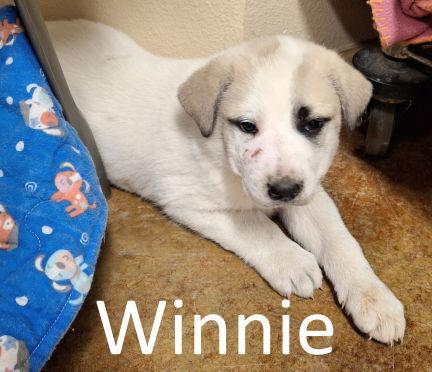 Enlarge Winnie, a Adopted mixed breed in Mountain View, AR image 1/2
