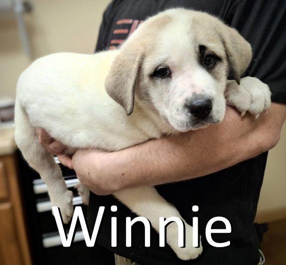 Enlarge Winnie, a Adopted mixed breed in Mountain View, AR image 2/2