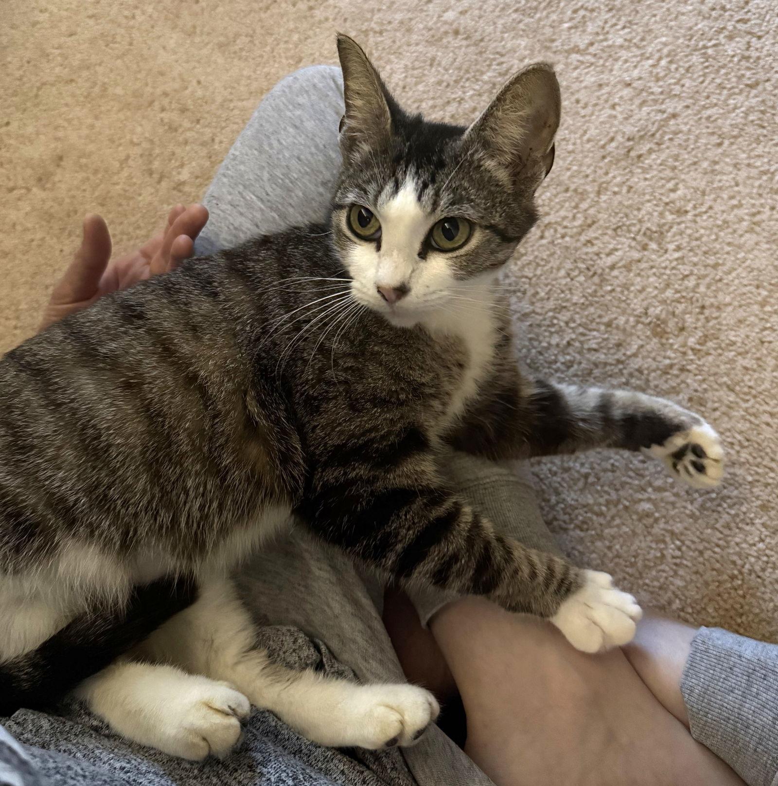 Enlarge Stella #shy-lap-cat, a Adopted mixed breed in Houston, TX image 2/2