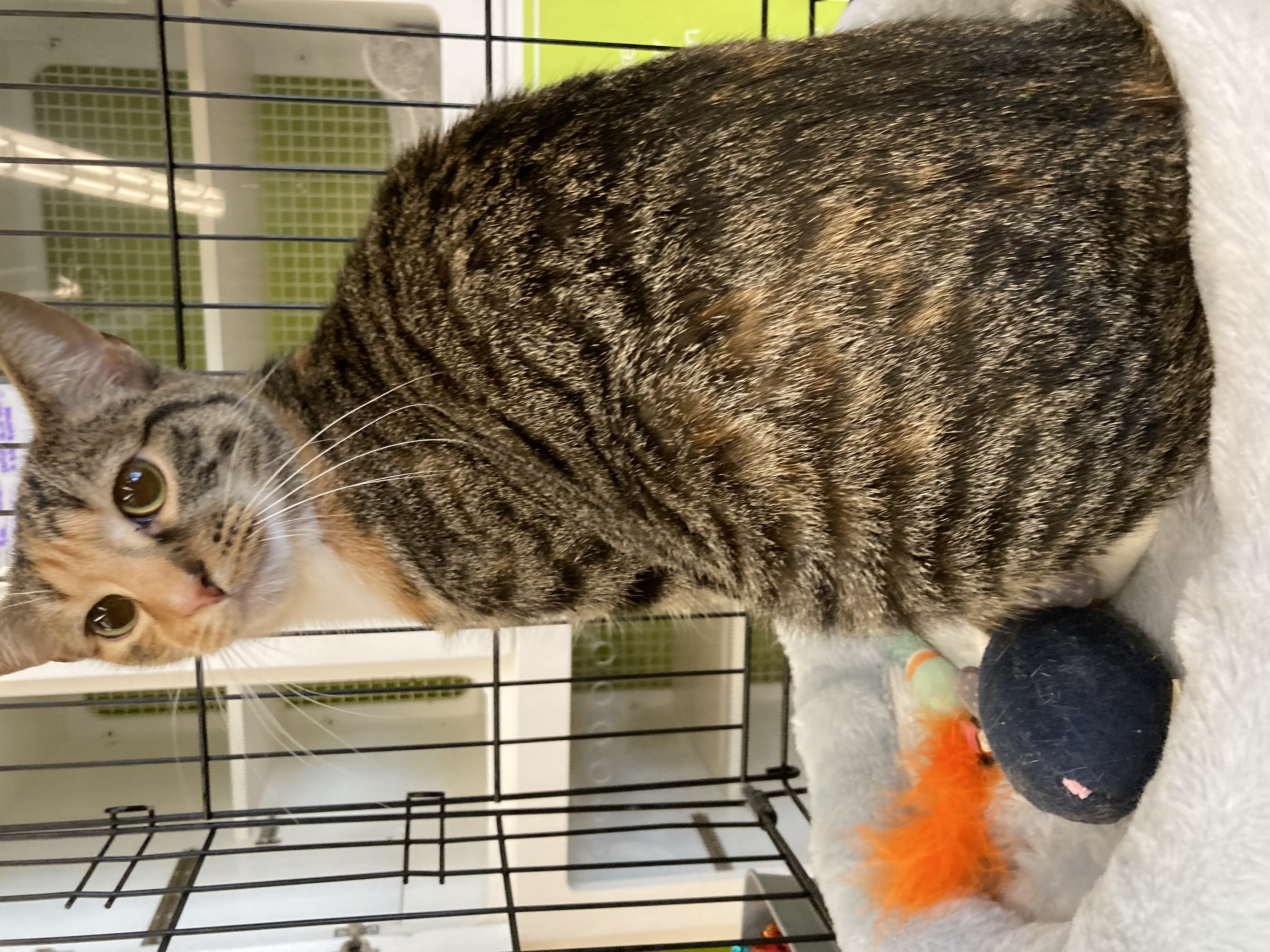 Enlarge Rose, a Adoptable Domestic Short Hair in Richmond, VA image 1/1