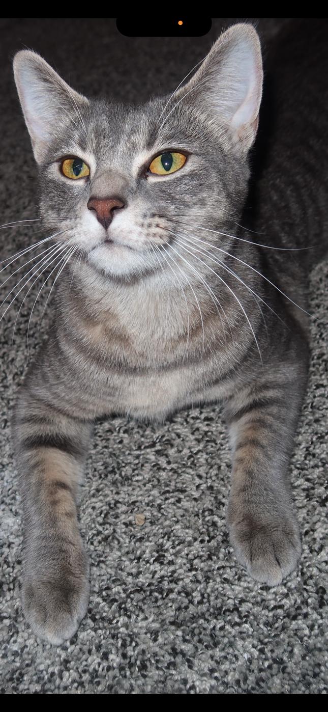 Enlarge Honey Love & Esme, an adopted Domestic Short Hair in Rochester, NH image 6/6