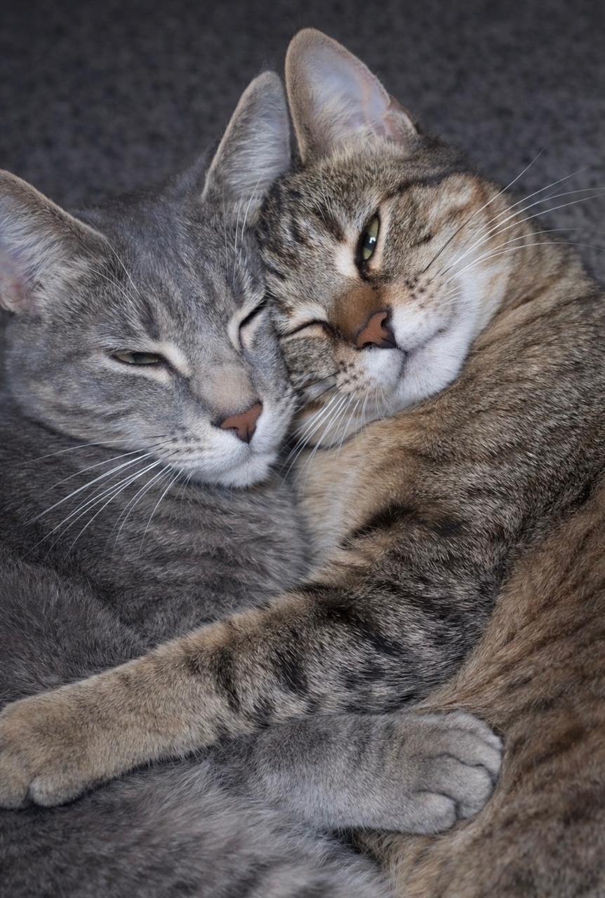 Honey Love & Esme, adopted, Young Female Domestic Short Hair.