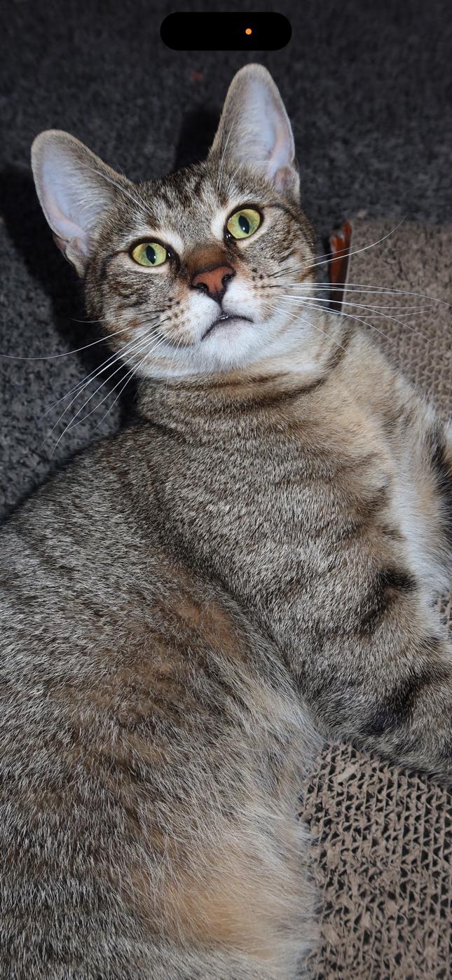 Enlarge Honey Love & Esme, an adopted Domestic Short Hair in Rochester, NH image 4/6