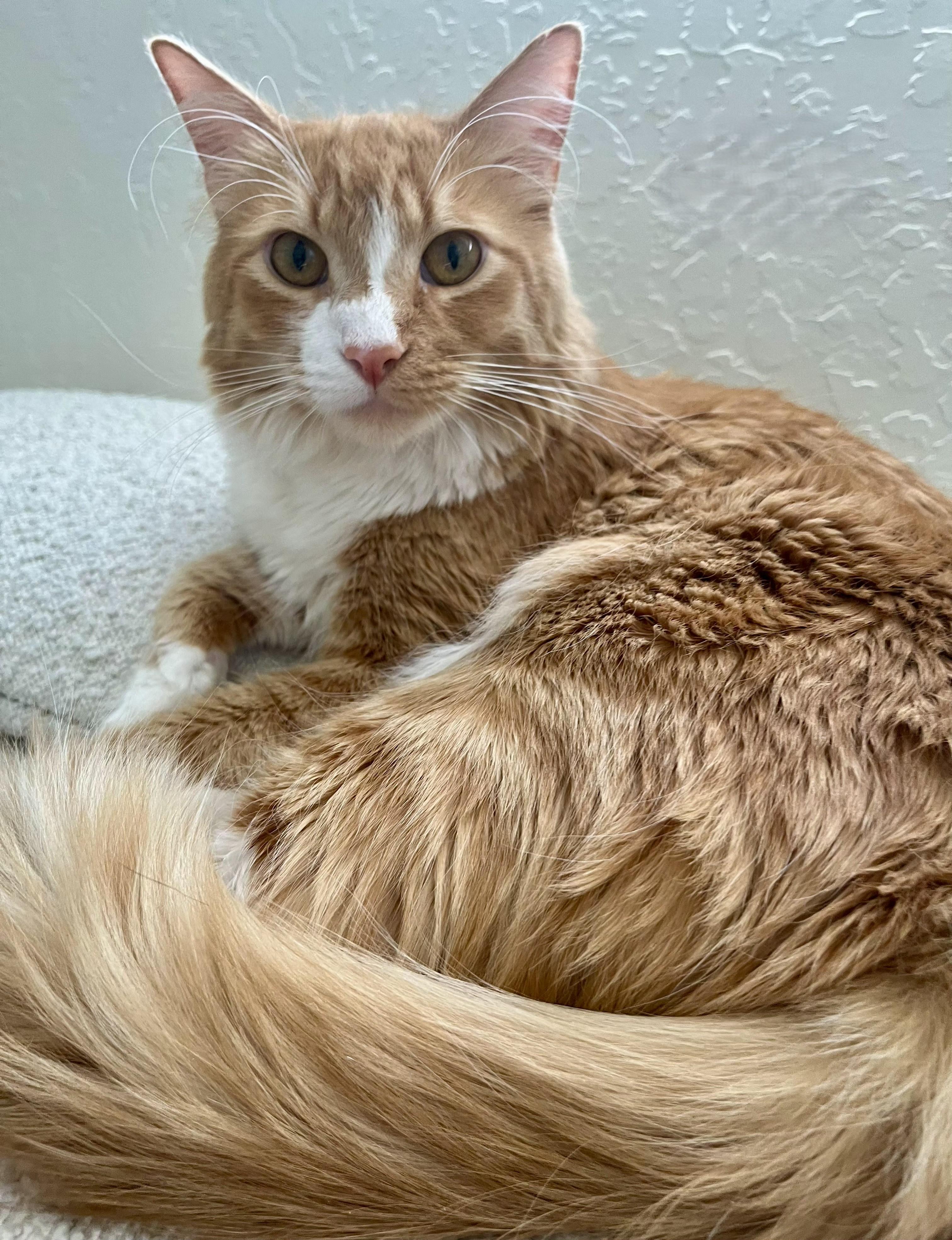 Enlarge PERCY, a Adoptable Tabby in Prescott, AZ image 5/6